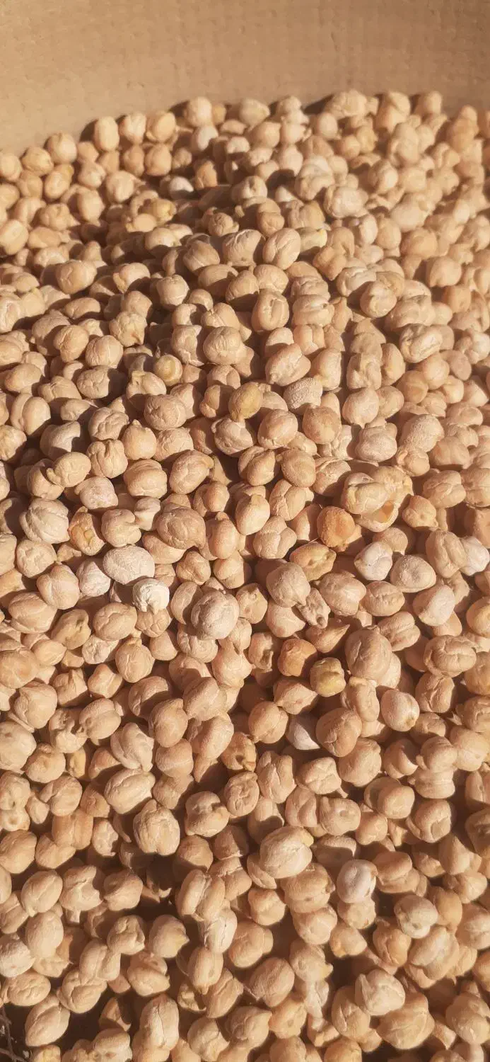 نخود دیم درشت|خوردنی و آشامیدنی|صالح آباد, |دیوار