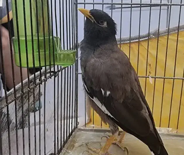 مرغ مینا سخنگو|پرنده|الیگودرز, |دیوار