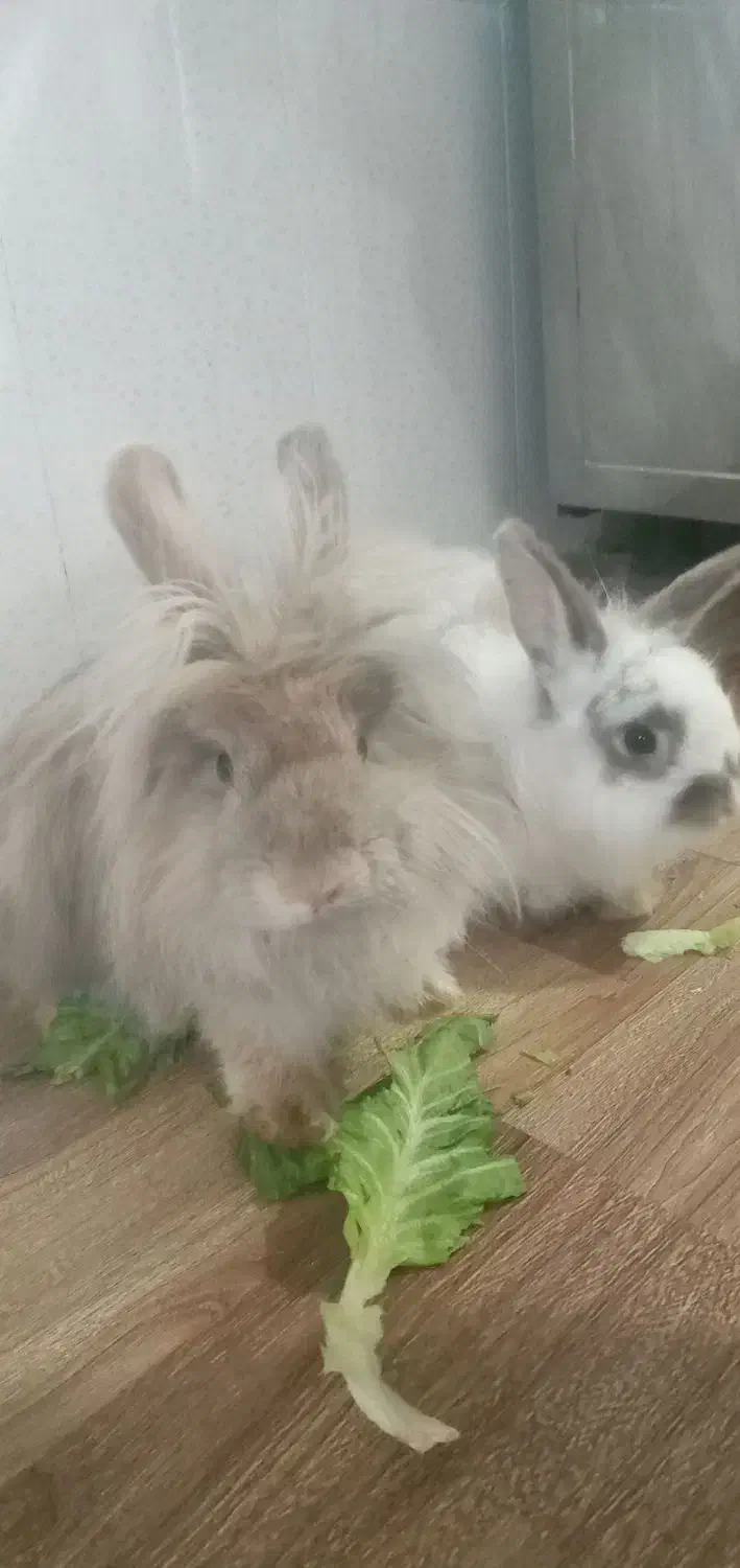 خرگوش|موش و خرگوش|اردبیل, |دیوار