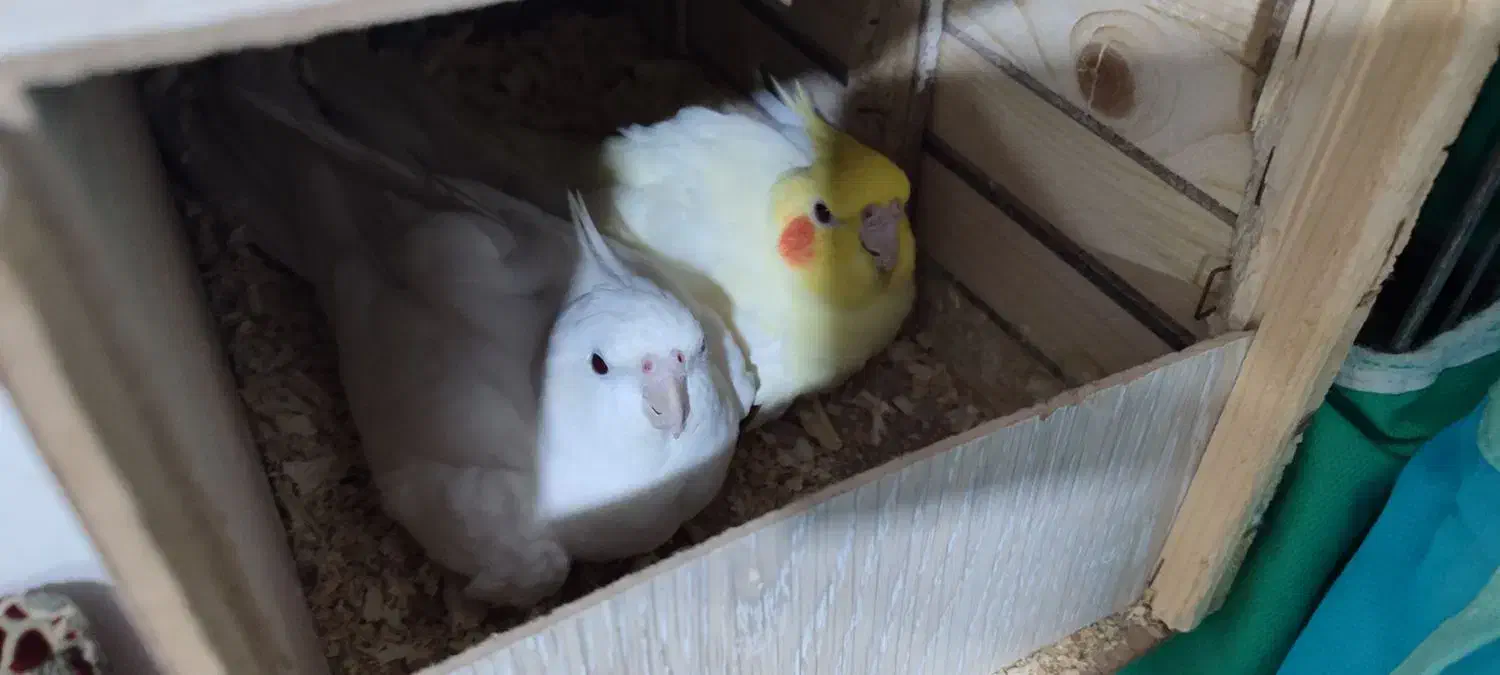 عروس هلندی|پرنده|بندر امام خمینی, |دیوار