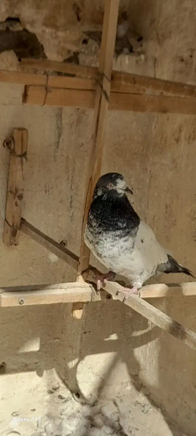 کبوتر   کفتر|پرنده|تهران, مسعودیه|دیوار