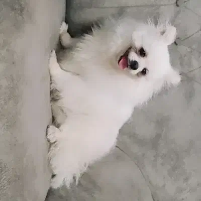 سگ پاکوتاه|سگ|سبزوار, قائم|دیوار