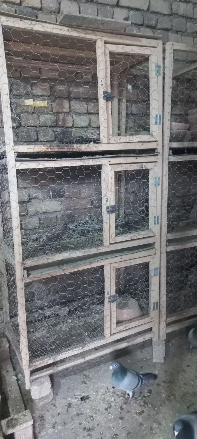 جفت کن کبوتر|لوازم جانبی حیوانات|تاکستان, |دیوار