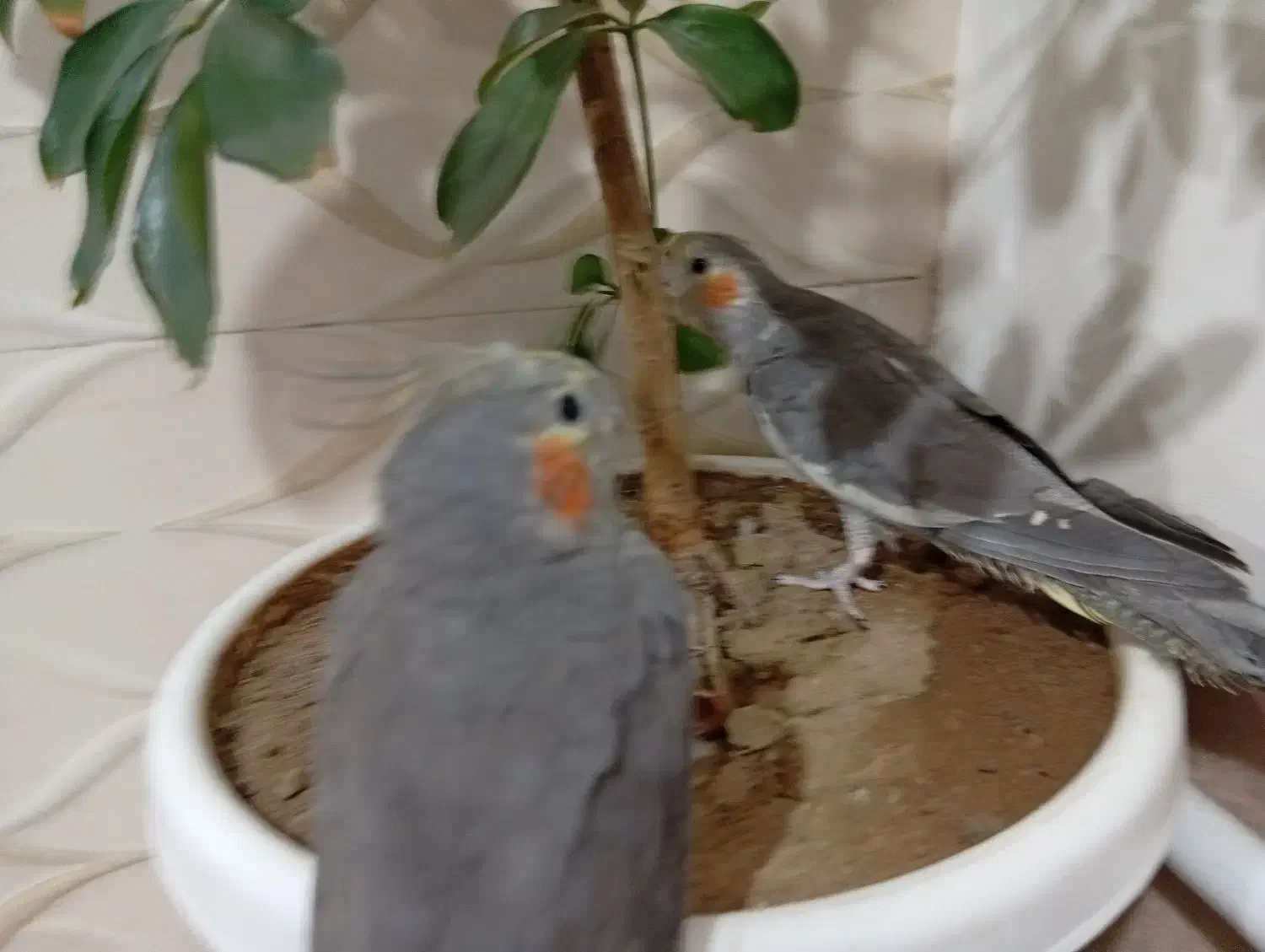 طوطی|پرنده|فیرورق, |دیوار