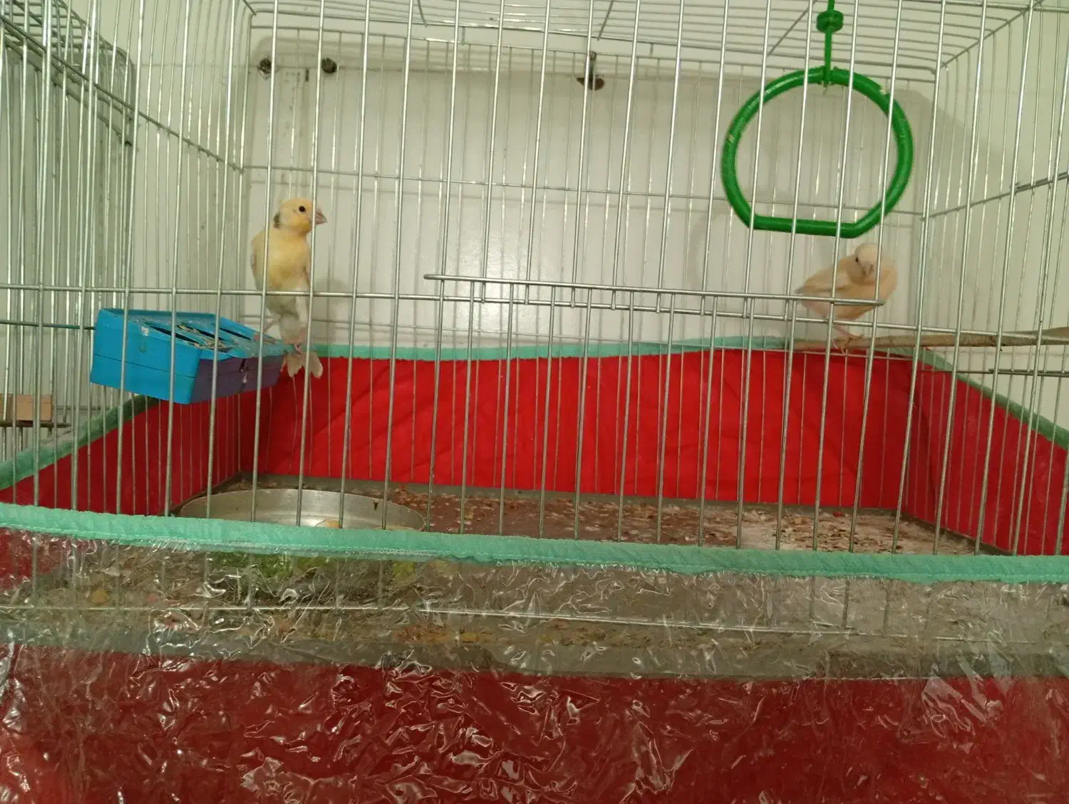 قناری|پرنده|داراب, |دیوار