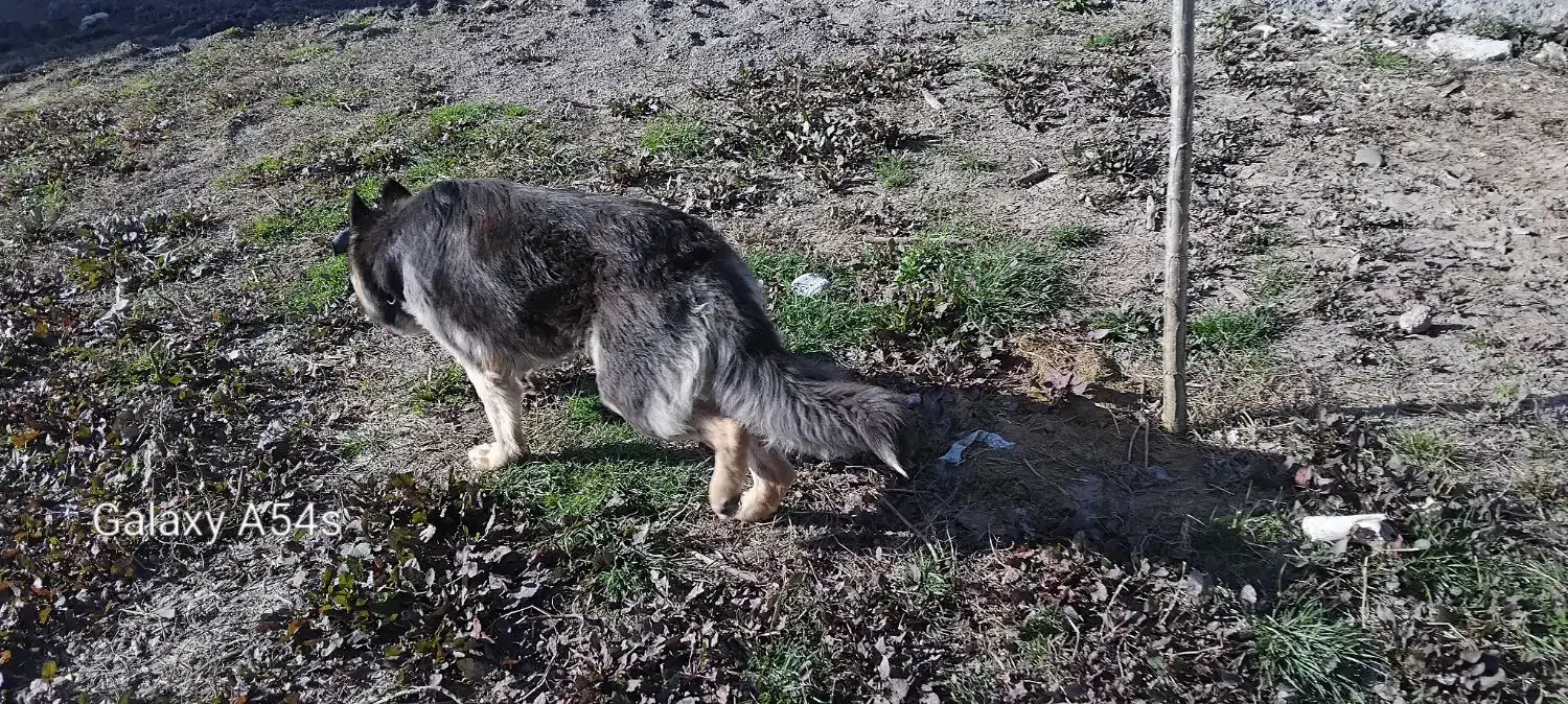 سگ ژرمن شپرد|سگ|رشت, لاکان|دیوار