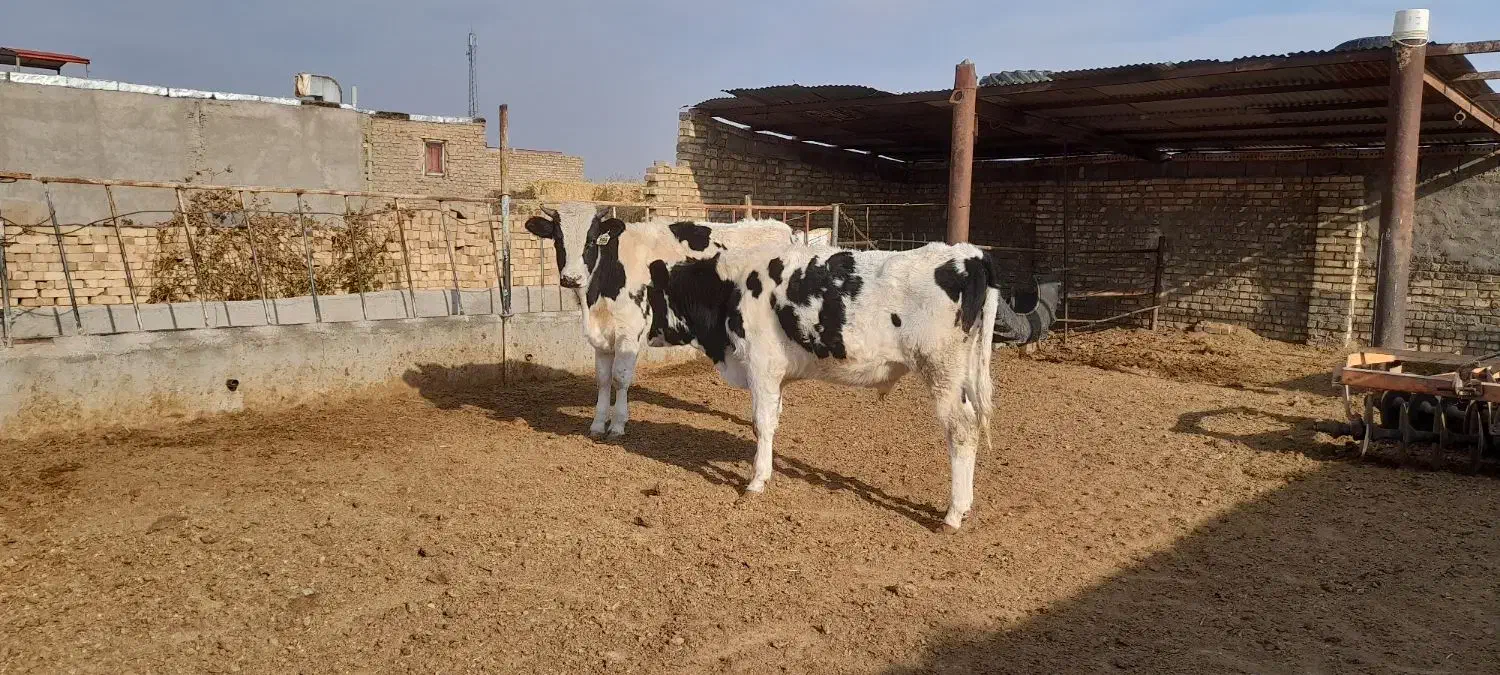 گوساله نر|حیوانات مزرعه|تربت جام, میان جام|دیوار