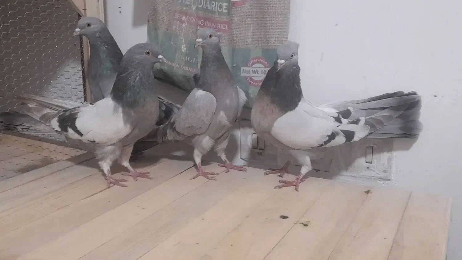 کبوتر اصفهانی خاکی کاغذی|پرنده|برخوار, |دیوار