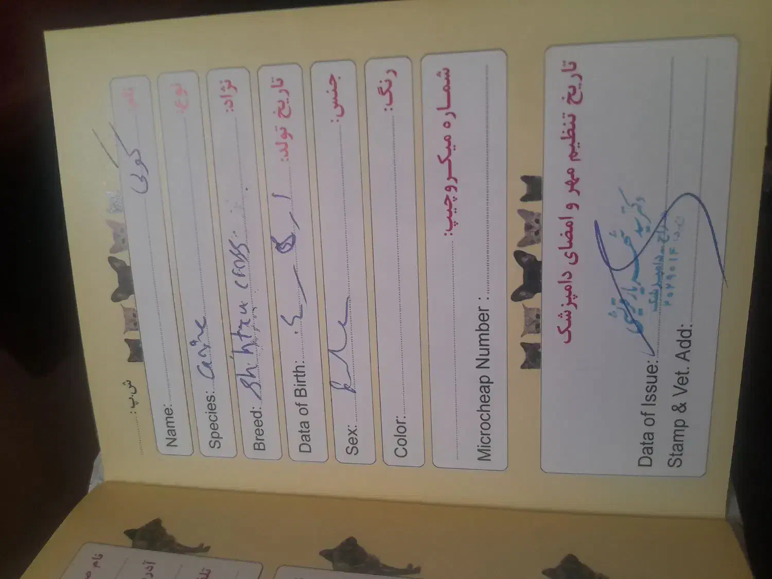 سگ شیتزو ماده|سگ|کرمان, |دیوار