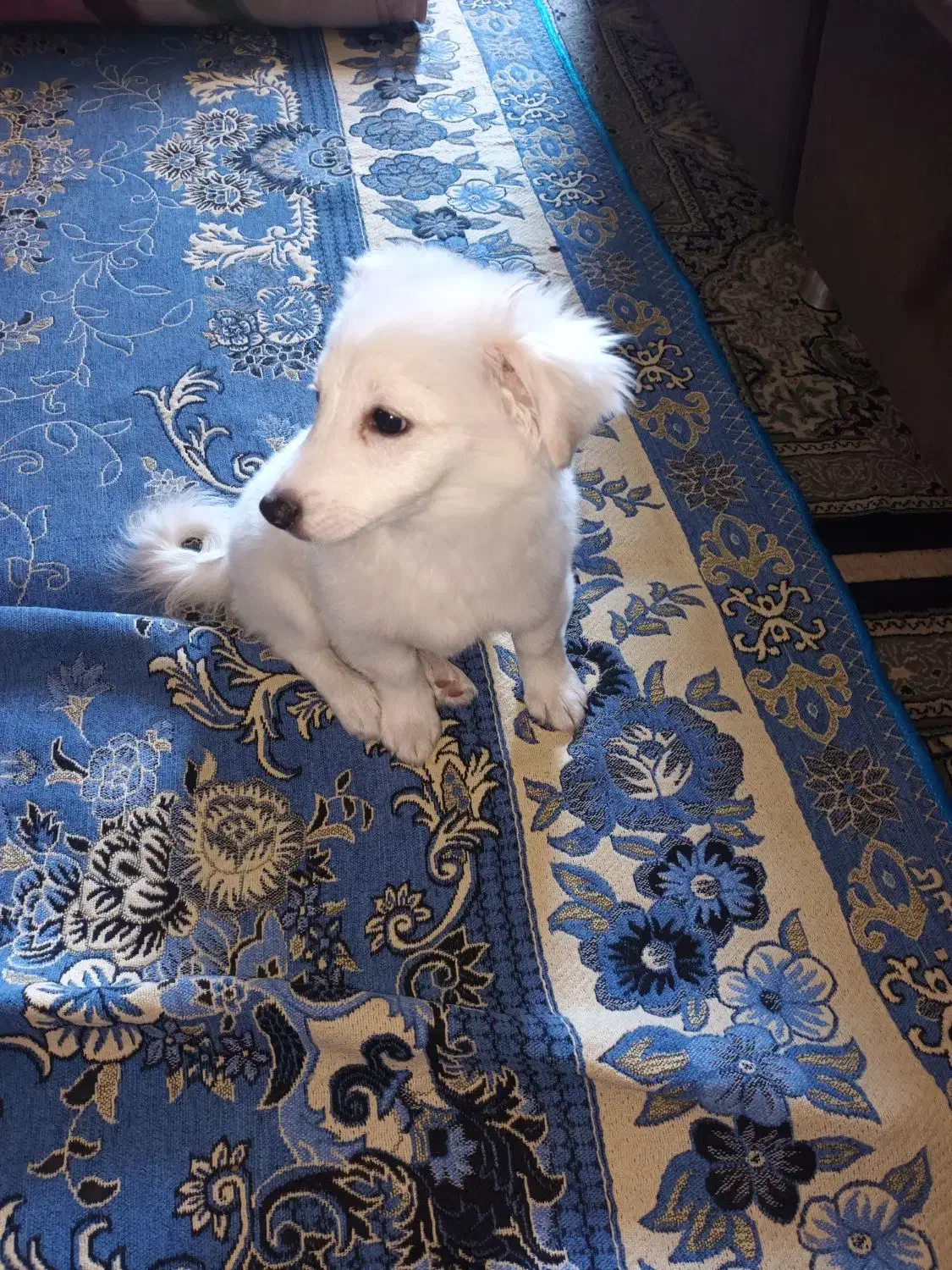 واگذاری سگ خانگی|سگ|ایلام, |دیوار