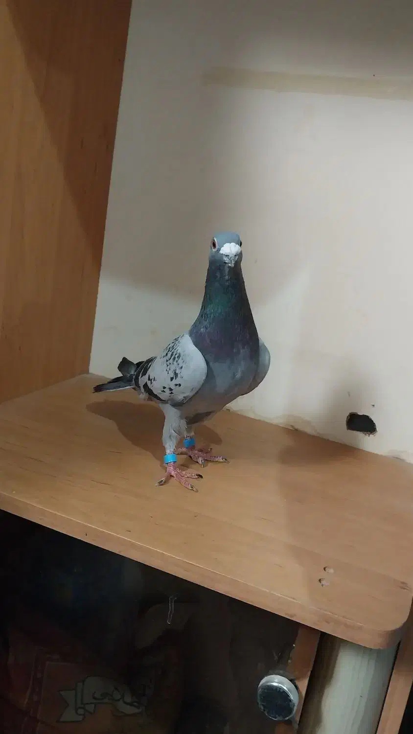 دستبند کبوتر|جواهرات|فردوس (خراسان), |دیوار