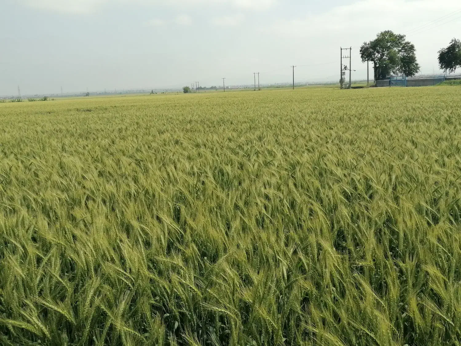 بذر گندم رقم پیشگام|خدمات باغبانی و درختکاری|گنبد کاووس, |دیوار