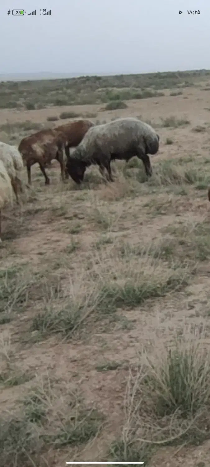 یک عدد قوچ افشار|حیوانات مزرعه|سبزوار, امیریه|دیوار