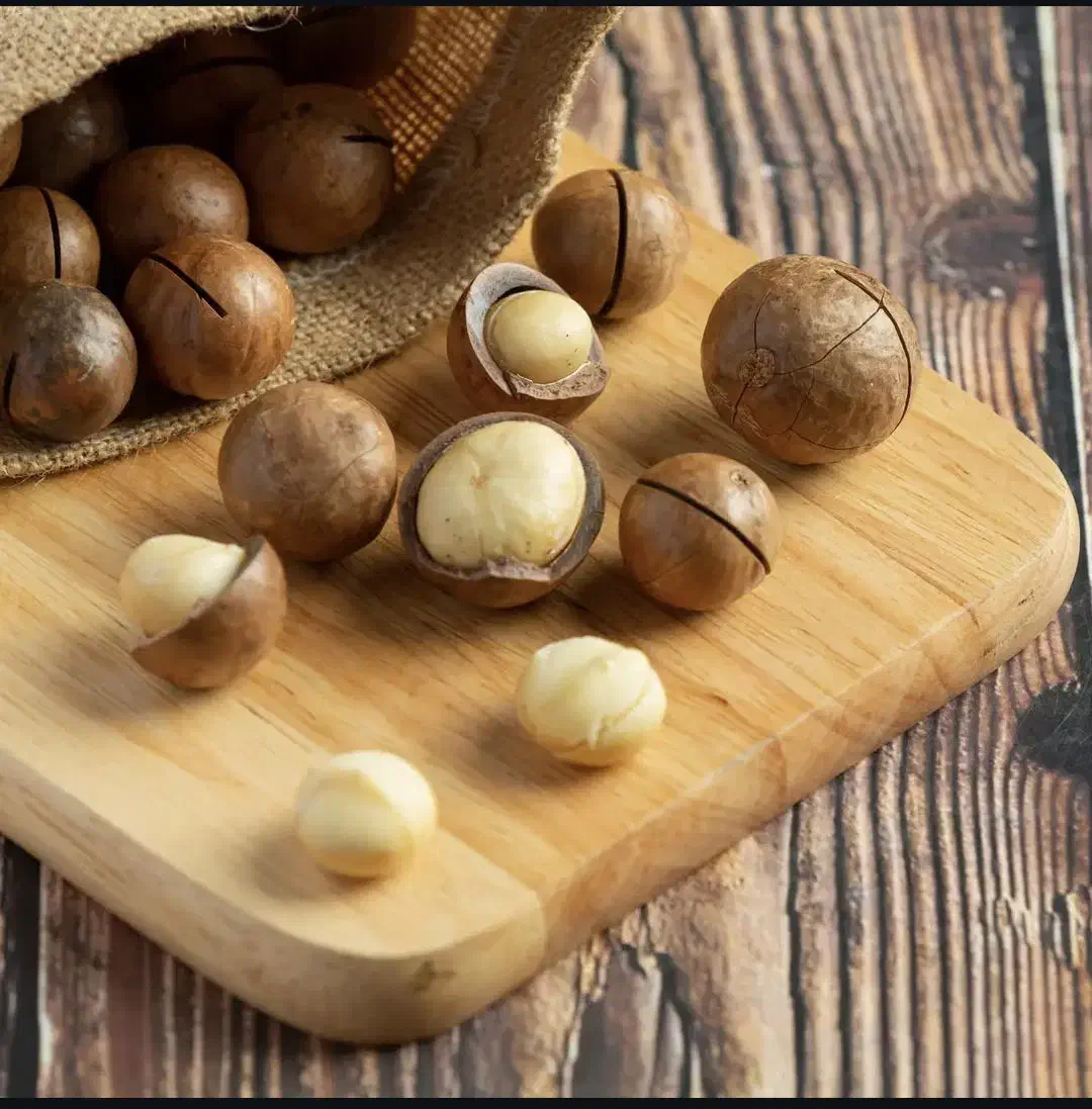 ماکادمیا 2XL( فندق استرالیای)|خوردنی و آشامیدنی|تربت جام, پاسداران|دیوار