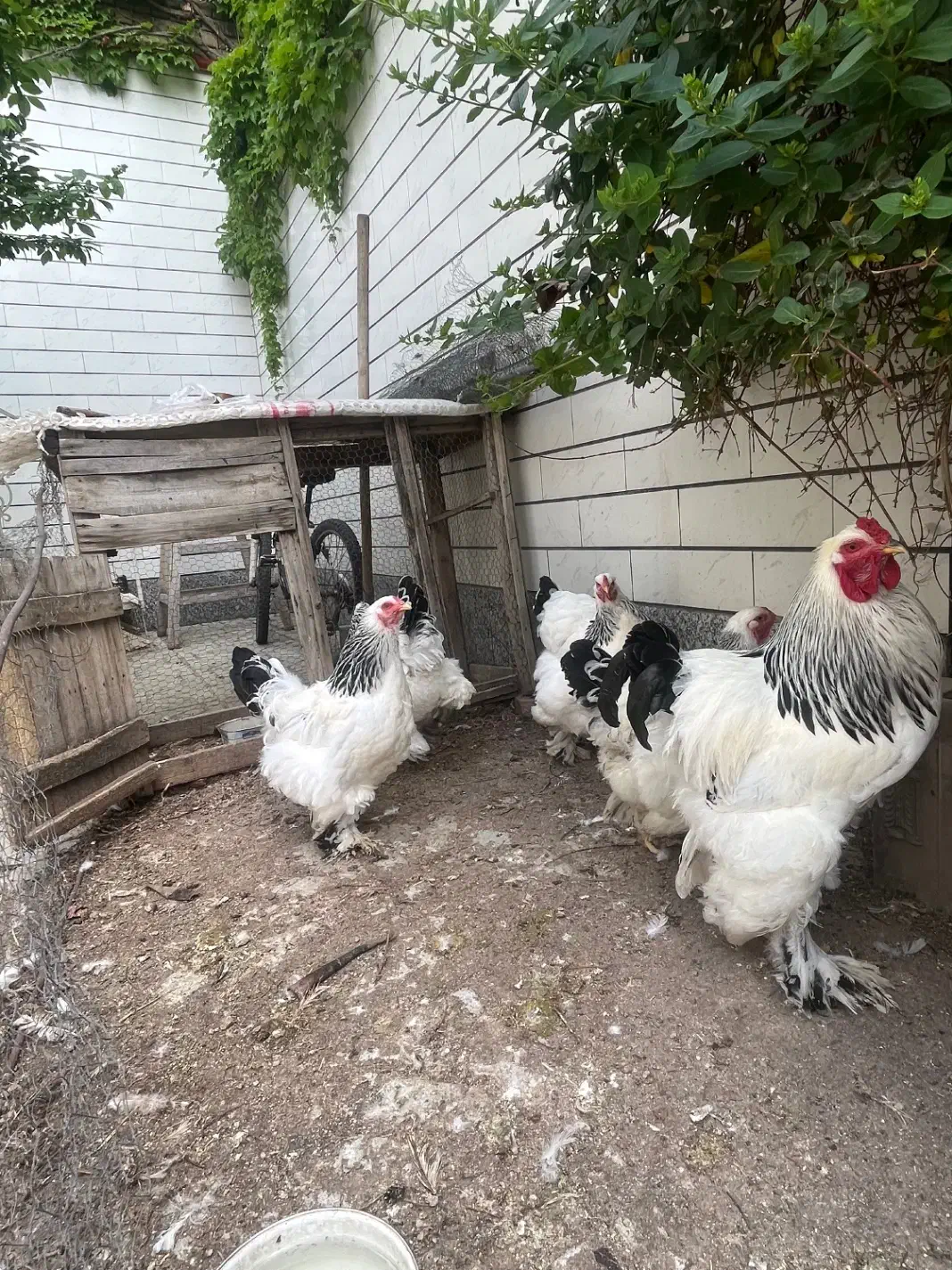 تخم مرغ برهما|حیوانات مزرعه|مرند, |دیوار