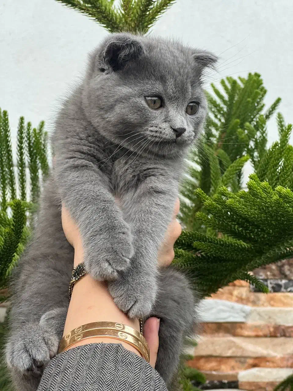 گربه اسکاتیش شورت هیر رنگ بلوو|گربه|بابل, |دیوار