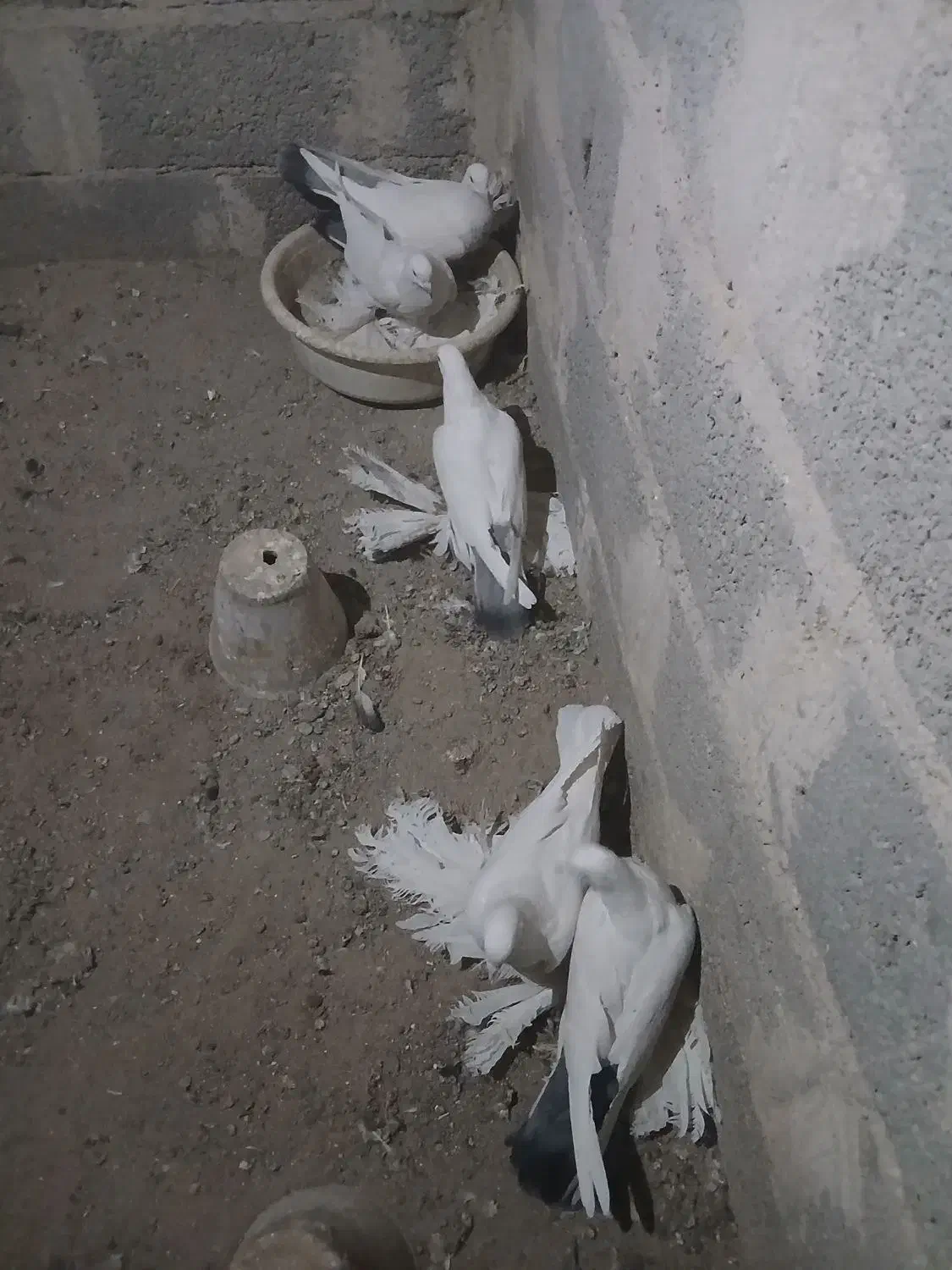 کبوتر توهلو|پرنده|آذرشهر, |دیوار