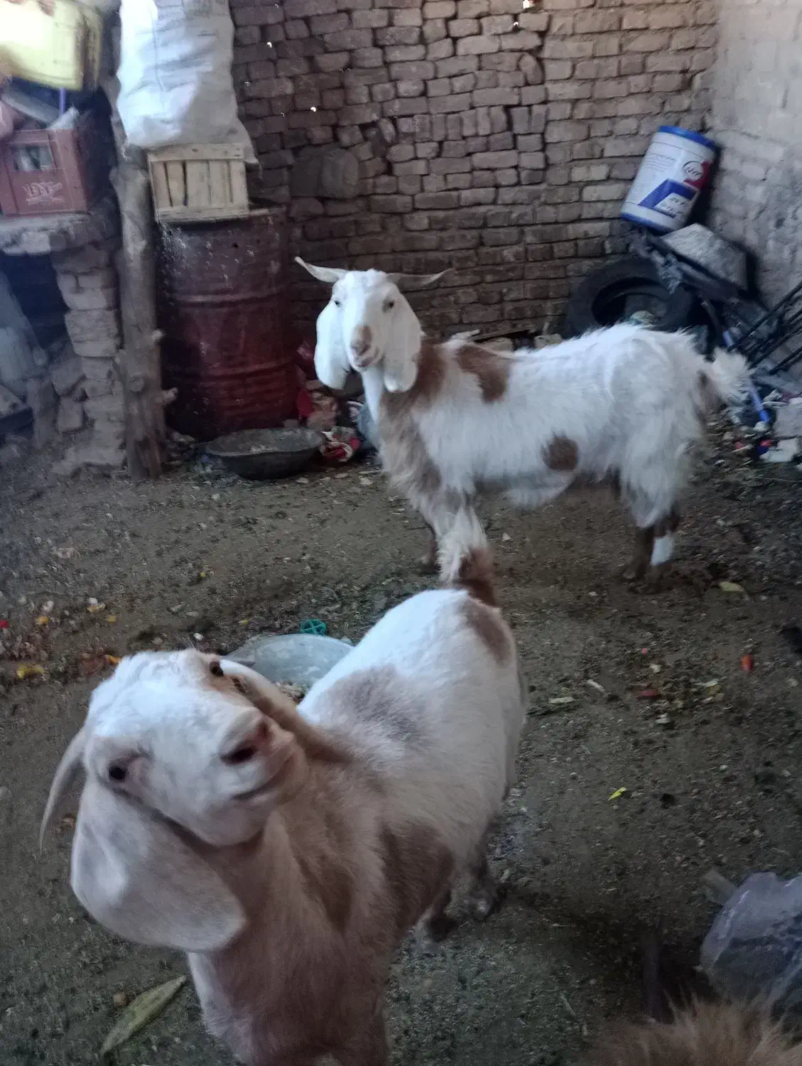 گوسفند|حیوانات مزرعه|بیرجند, |دیوار