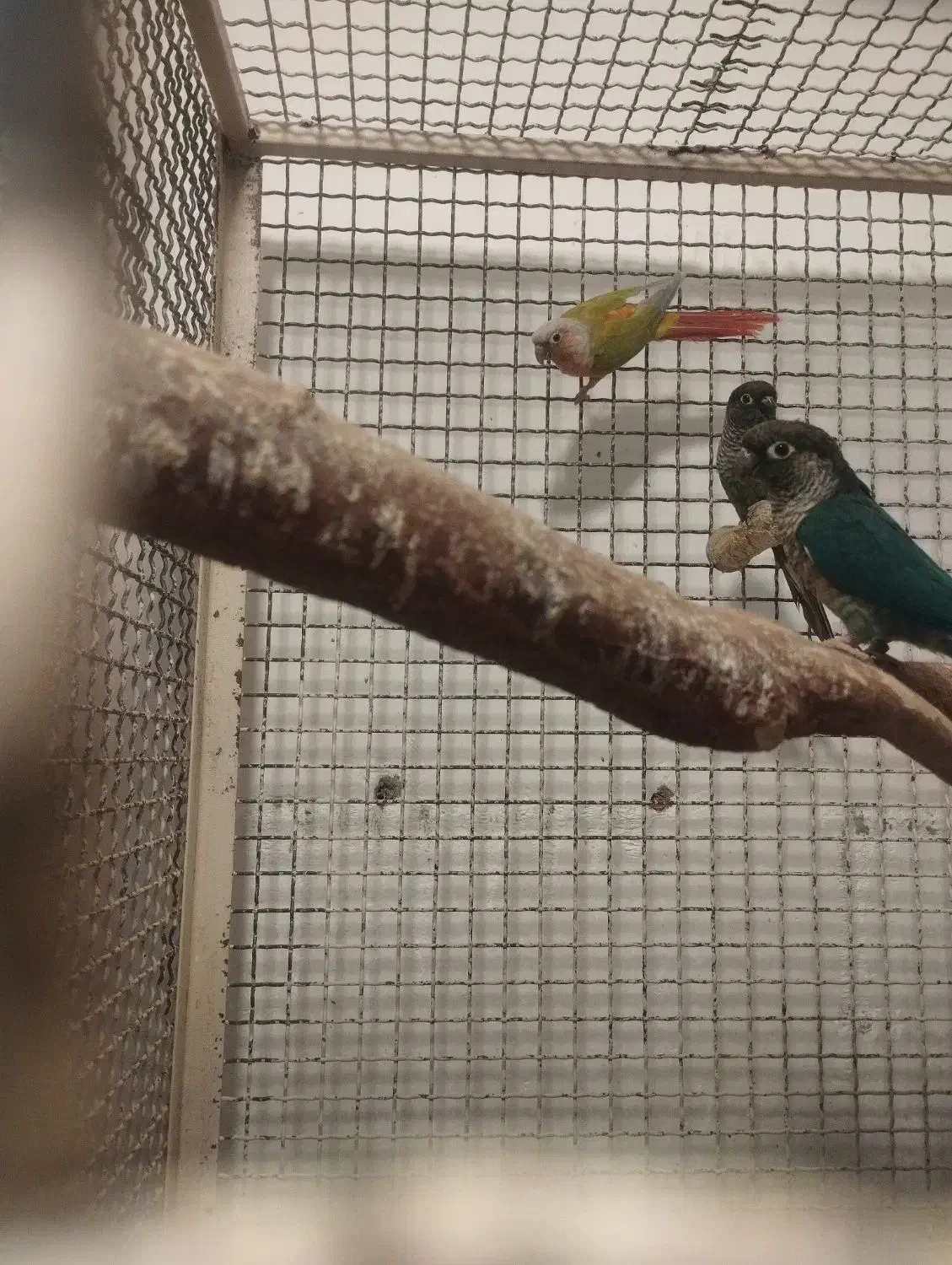 گرینچک مولد ضمانتی|پرنده|ایرانشهر, |دیوار