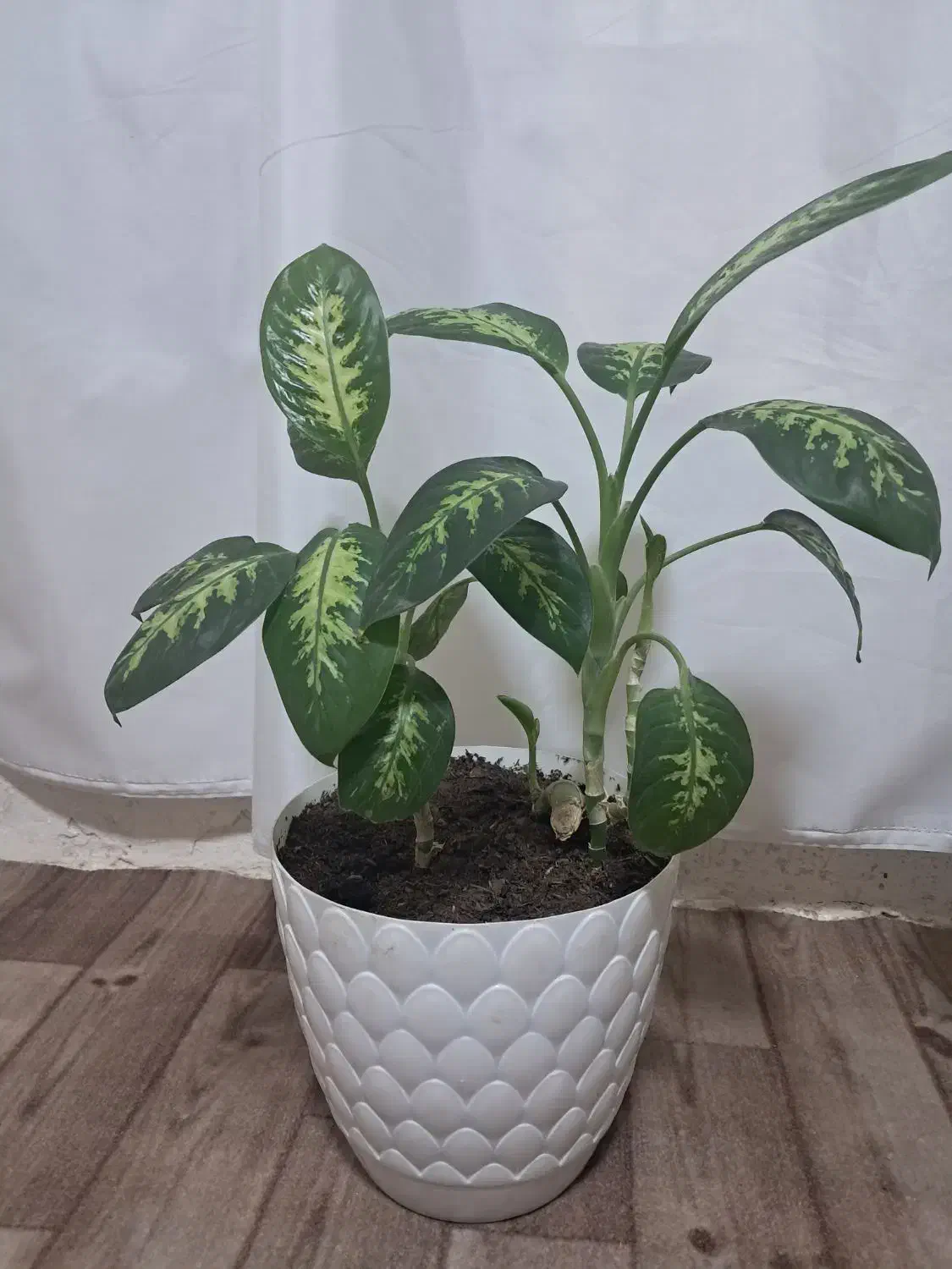 گل دیفن سالم|گل و گیاه طبیعی|کرمانشاه, |دیوار