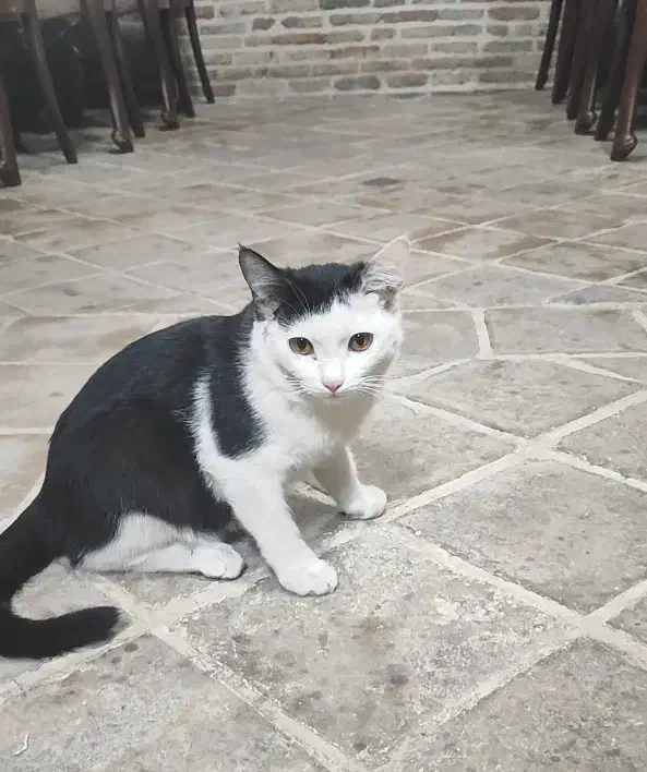 واگذاری بچه گربه|گربه|کرمانشاه, |دیوار