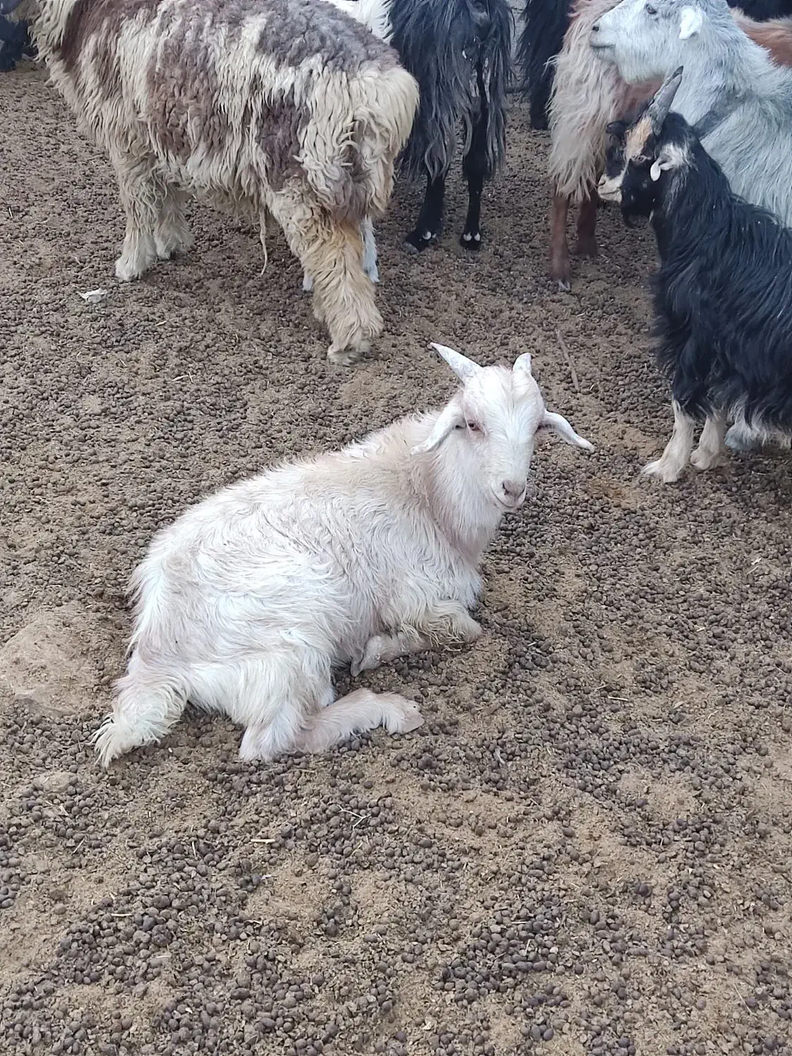 کهره نر و ماده درجه یک|حیوانات مزرعه|زرقان, |دیوار