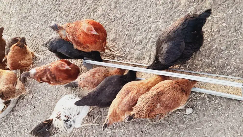 جوجه های فره|حیوانات مزرعه|مرادلو, |دیوار