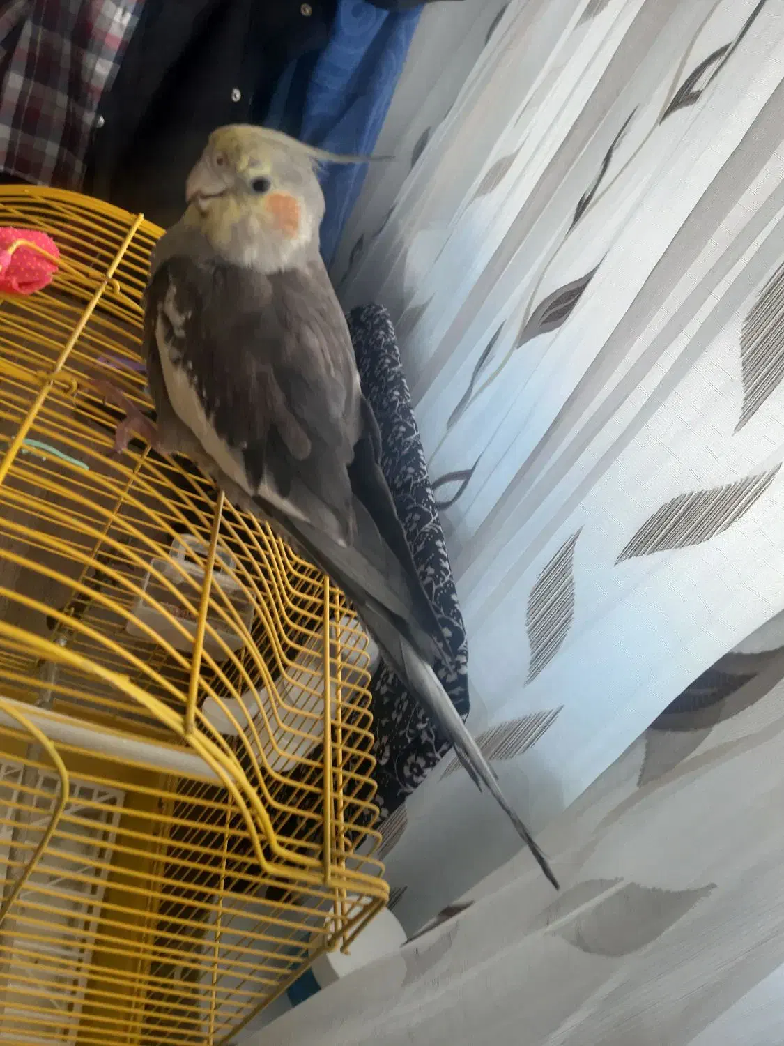 فروش عروس هلندی نر نژاد آهویی با قفس|پرنده|اسفراین, |دیوار