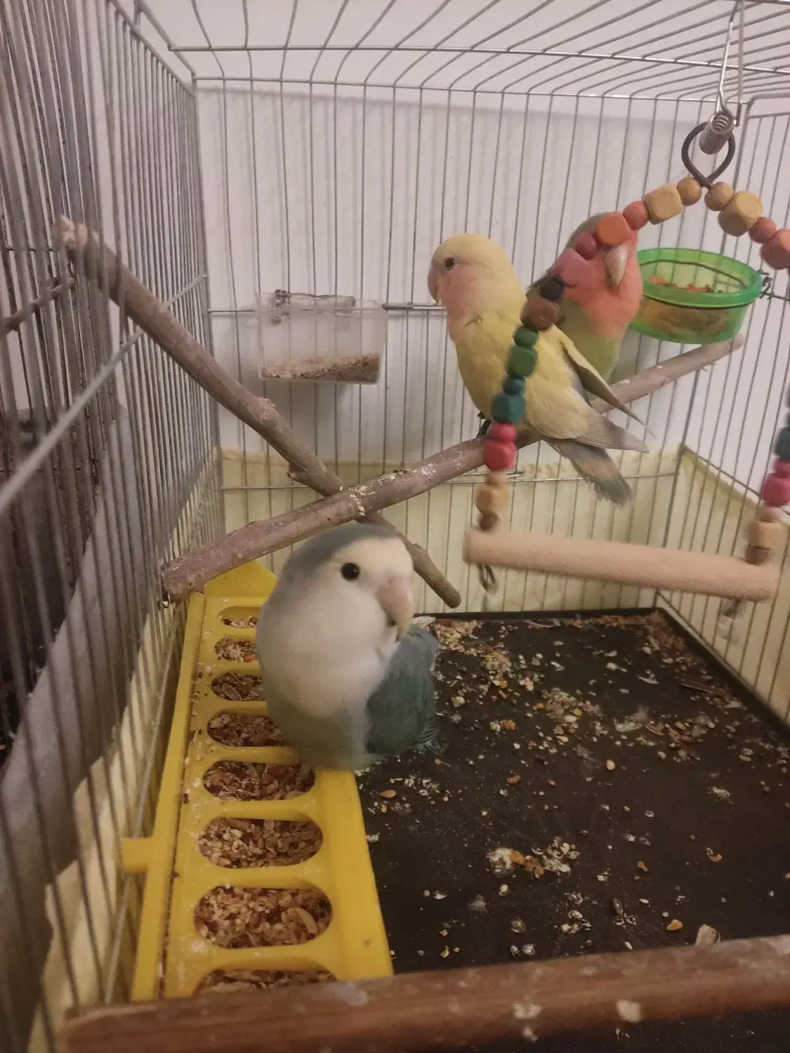 طوطی برزیلی|پرنده|کرج, اصفهانیها|دیوار