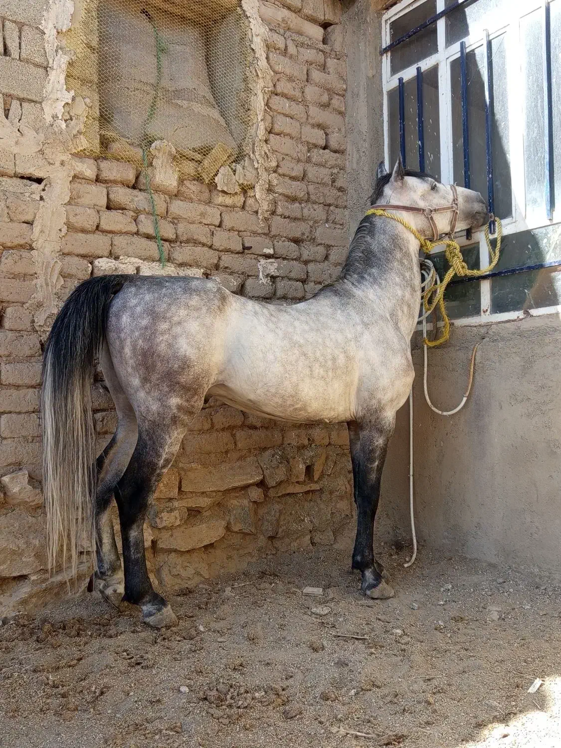 اسب نریون پنج سال یورقه|اسب و تجهیزات اسب‌سواری|پیرانشهر, |دیوار