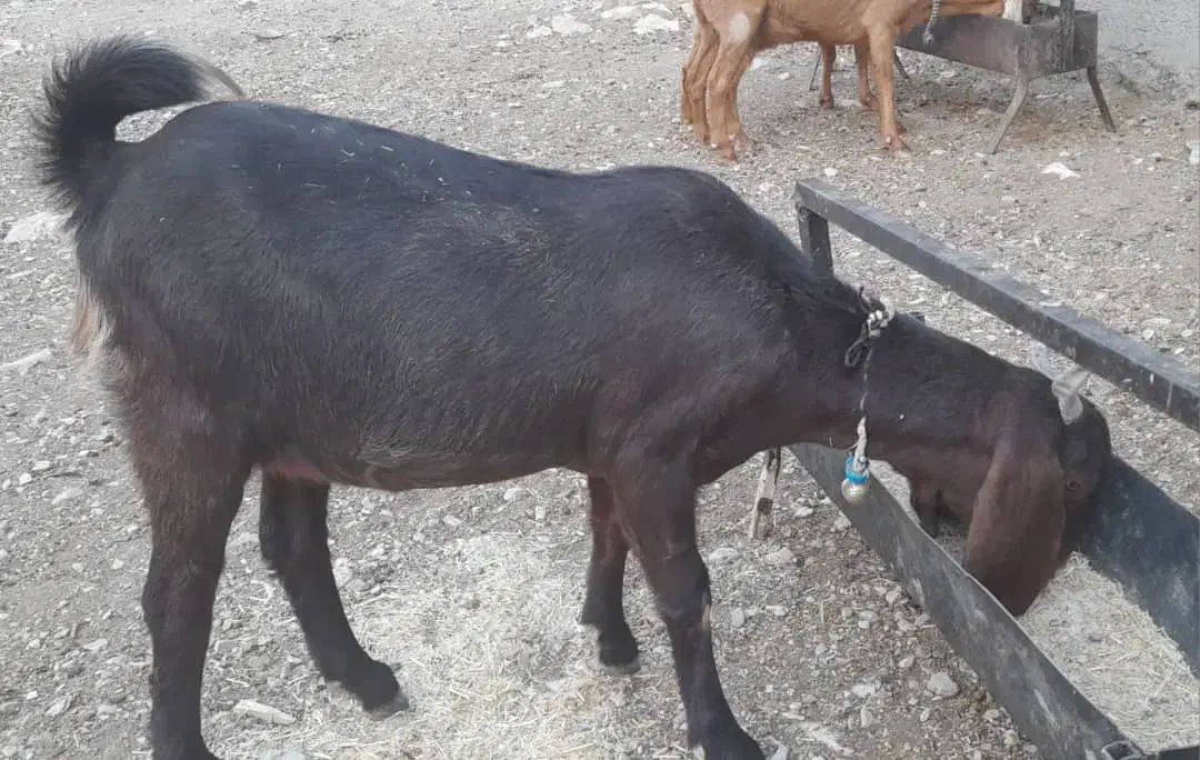 یک بز هلندی آبستن|حیوانات مزرعه|ملکشاهی, |دیوار