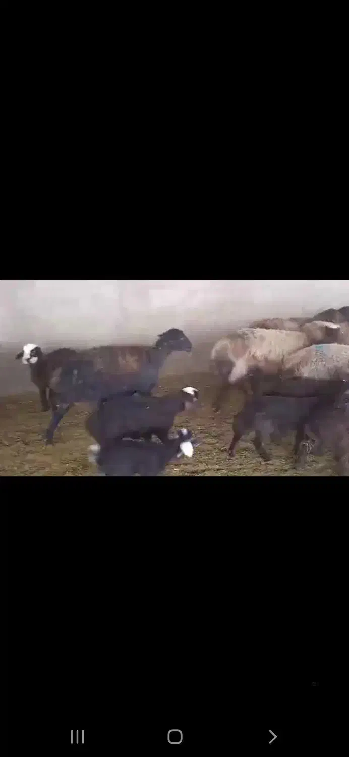 شیشک ومیش بره دار افشار بره پای پروار|حیوانات مزرعه|جوادآباد, |دیوار