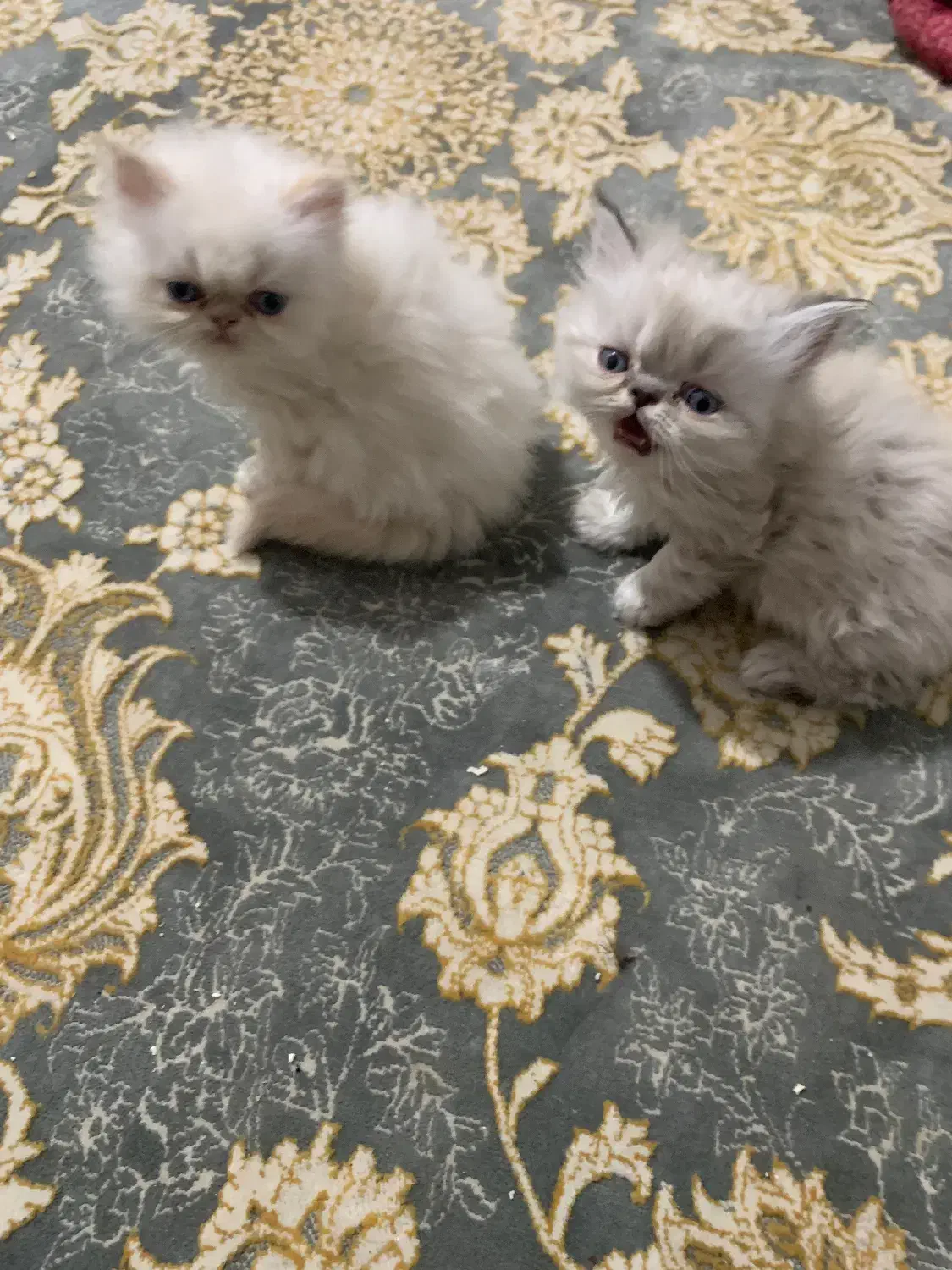 گربه|گربه|جوانرود, |دیوار