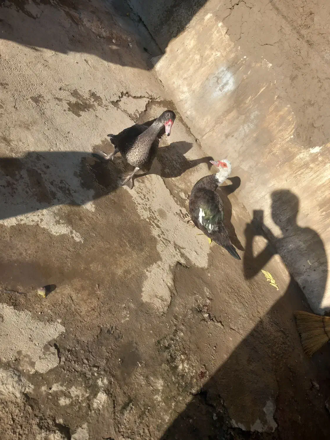 اروردک خارجی نروماده چاق|حیوانات مزرعه|رامیان, |دیوار