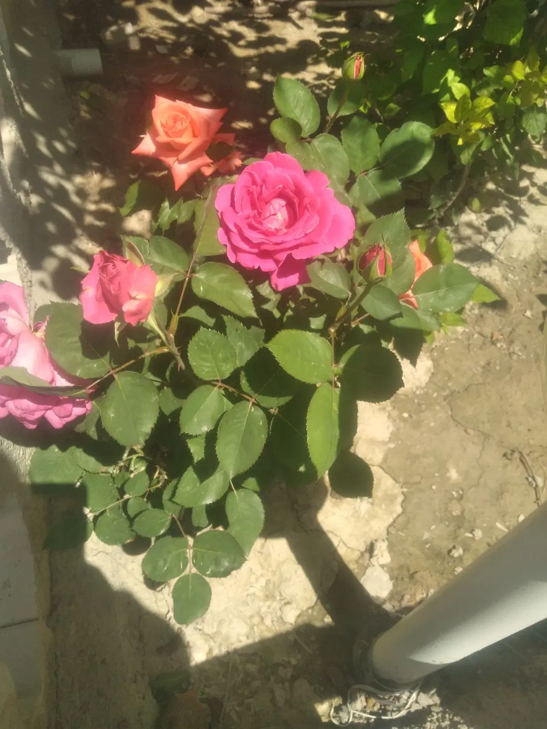 گل طبیعی|گل و گیاه طبیعی|گلبهار, نوبهار|دیوار