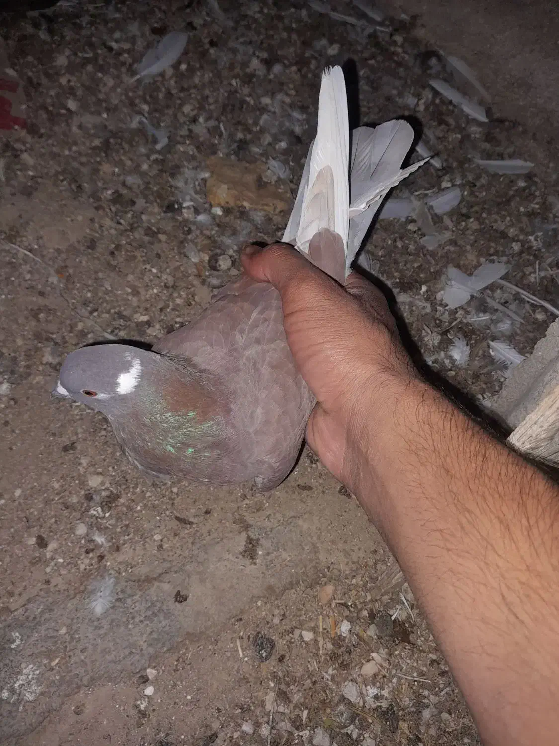 کبوتر|پرنده|سرپل ذهاب, |دیوار