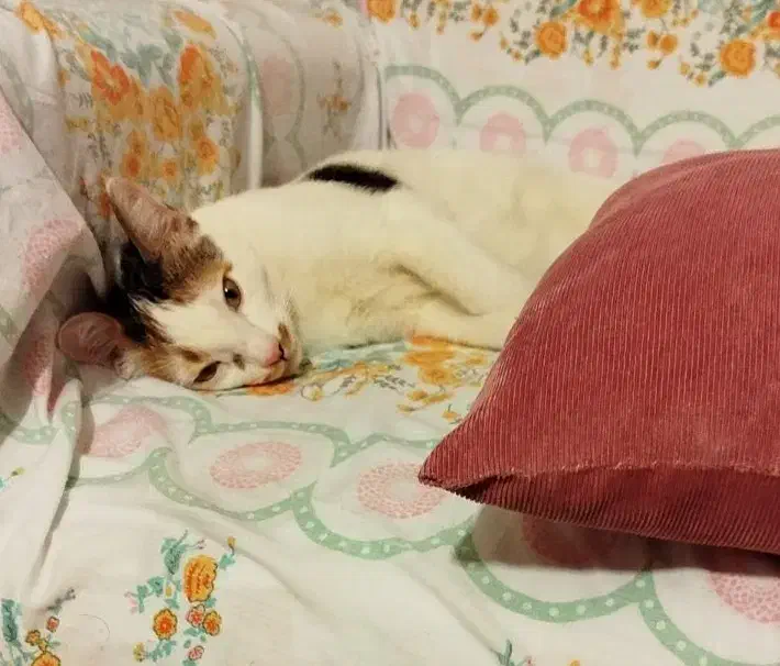 واگذاری گربه|گربه|بوکان, |دیوار