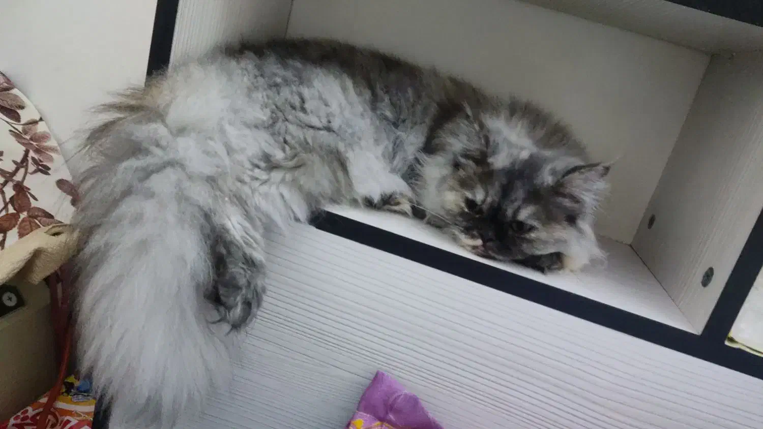 گربه ۷ماهه|گربه|اراک, |دیوار