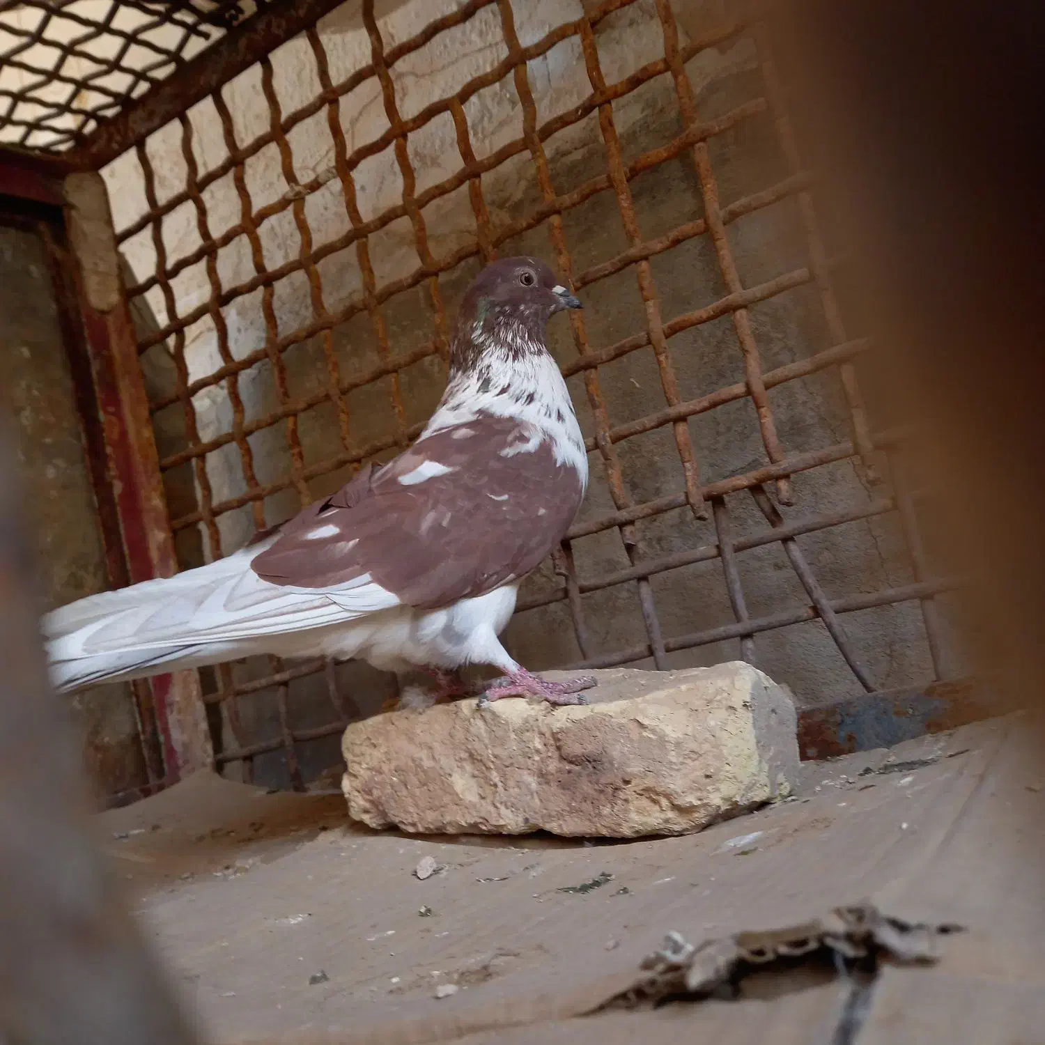 قاره های پرش دار|پرنده|فرخ‌شهر, |دیوار