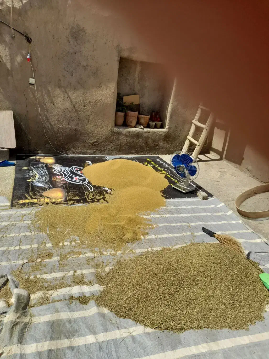 بذر یونجه مهاجران|عمده‌فروشی|لالجین, |دیوار