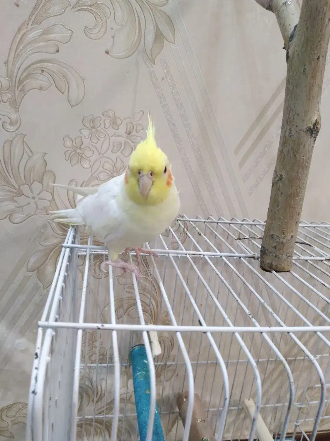 عروس هلندی نر|پرنده|درگزین, |دیوار