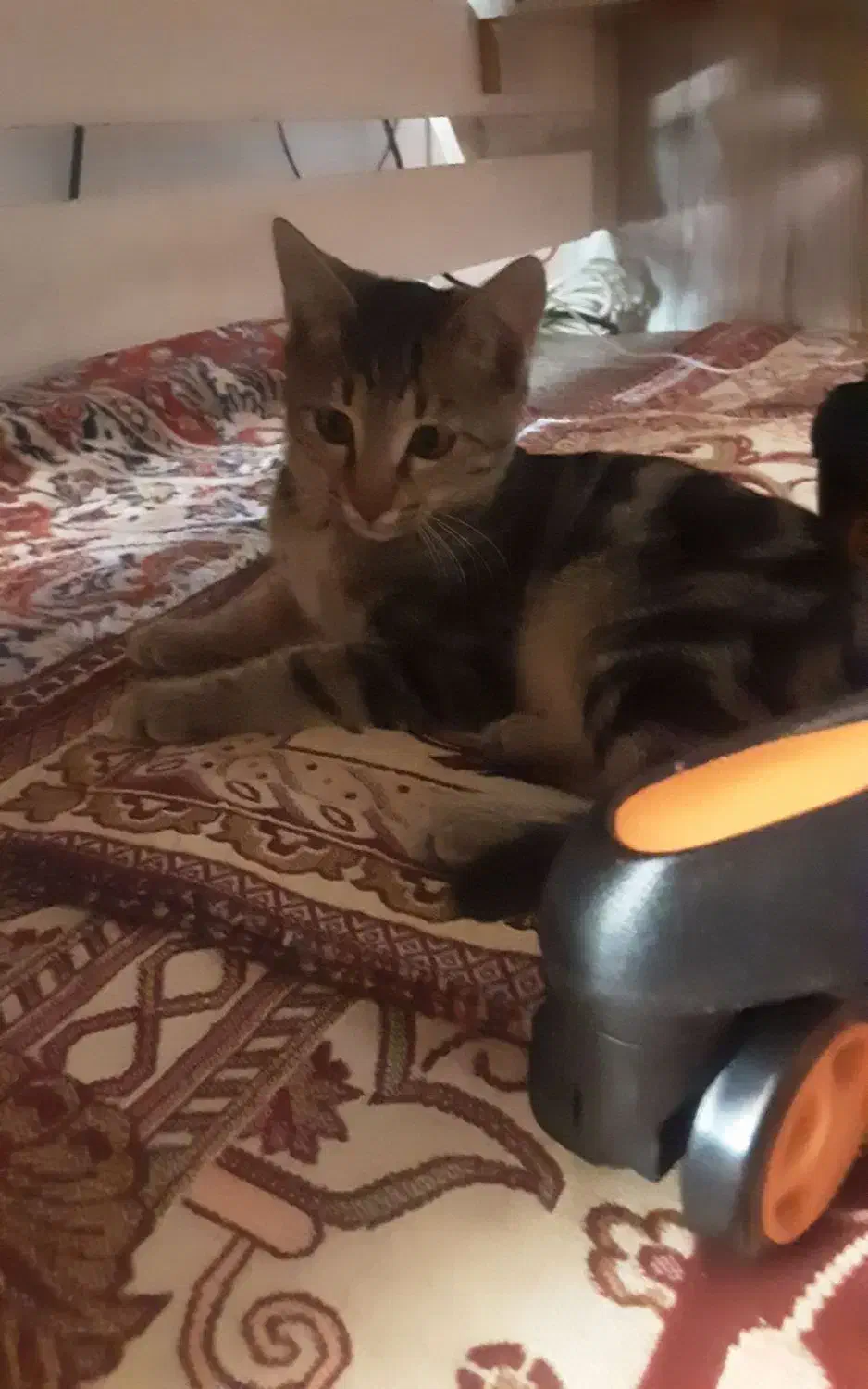 واگذار گربه|گربه|هریس, |دیوار