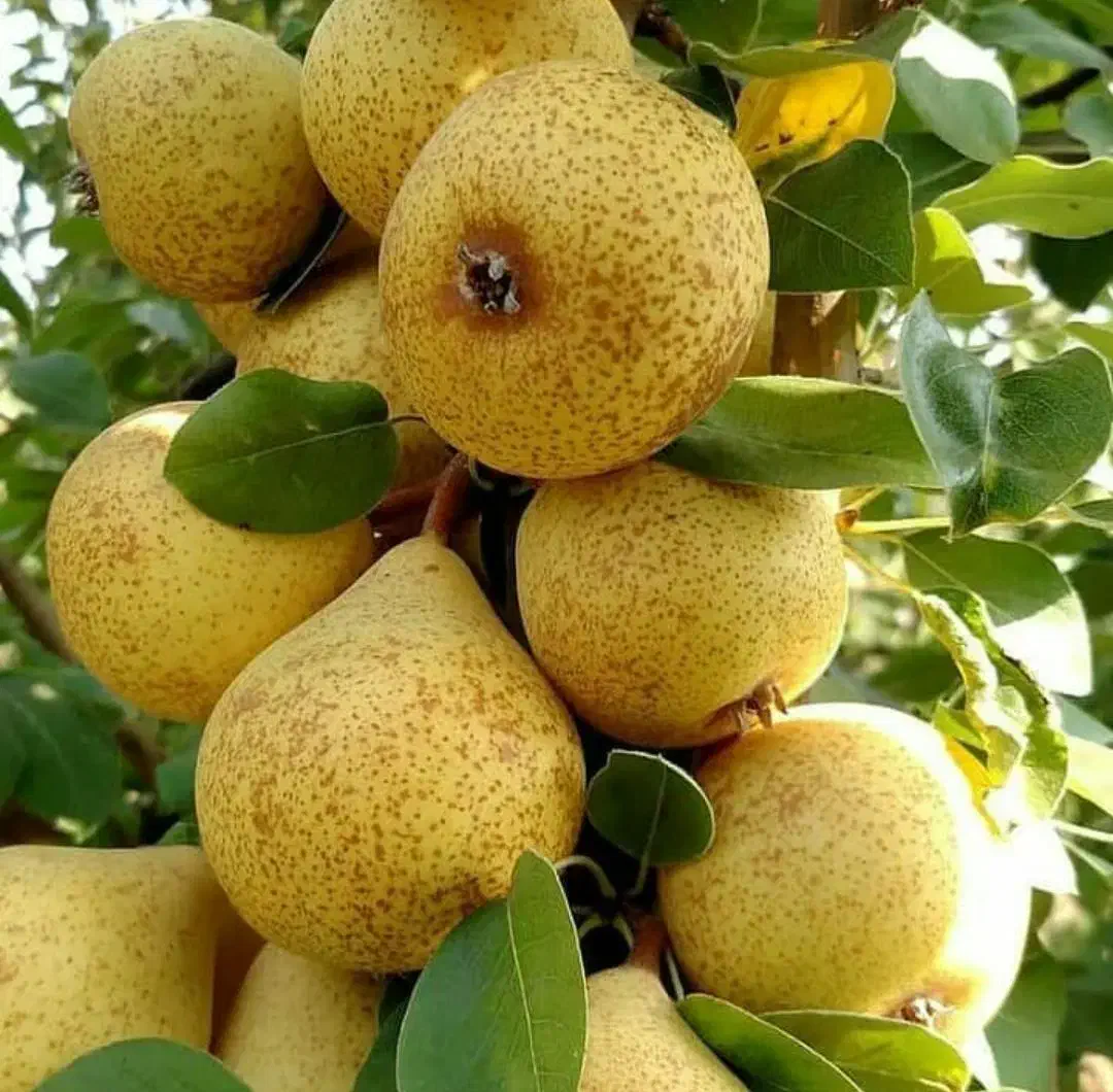 فروش انواع نهال های خاص|خدمات باغبانی و درختکاری|زنجان, |دیوار