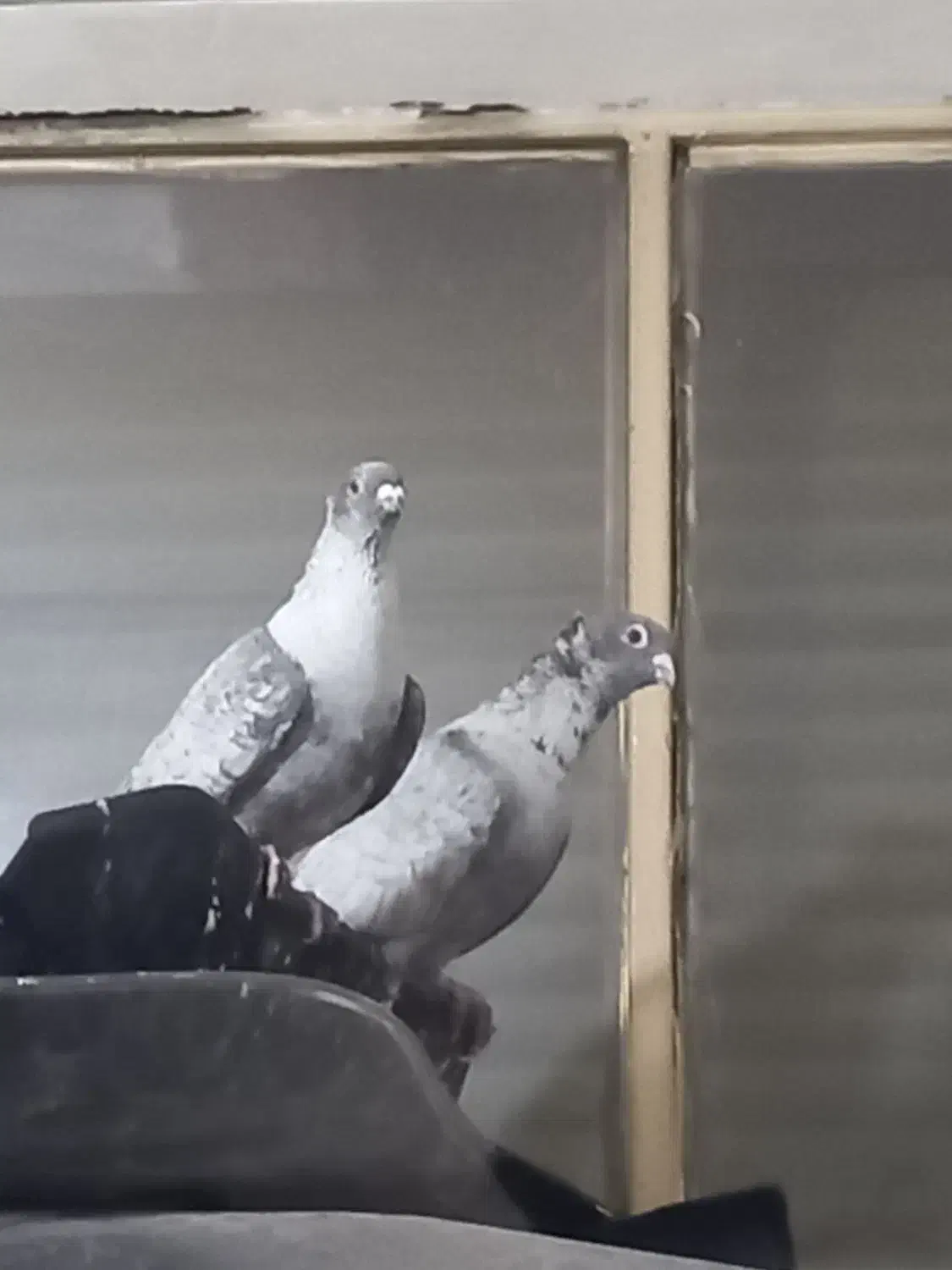 کفتر موشی نقره ای عاص|پرنده|تاکستان, |دیوار