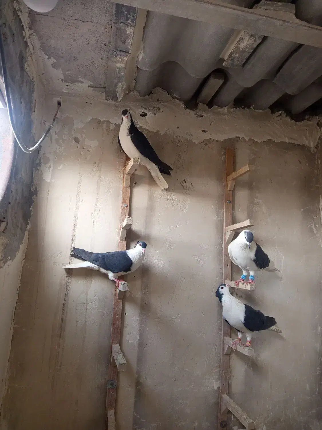 کفتر پرشی|پرنده|تربت‌حیدریه, پائین ولایت|دیوار