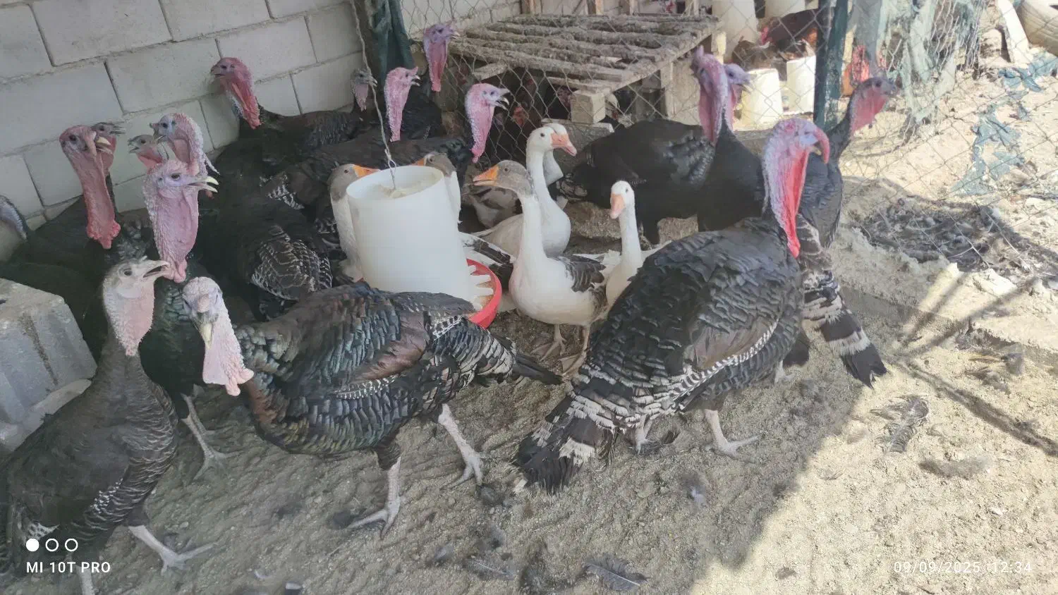 بوقلمون برنز محلی|حیوانات مزرعه|شاهرود, |دیوار