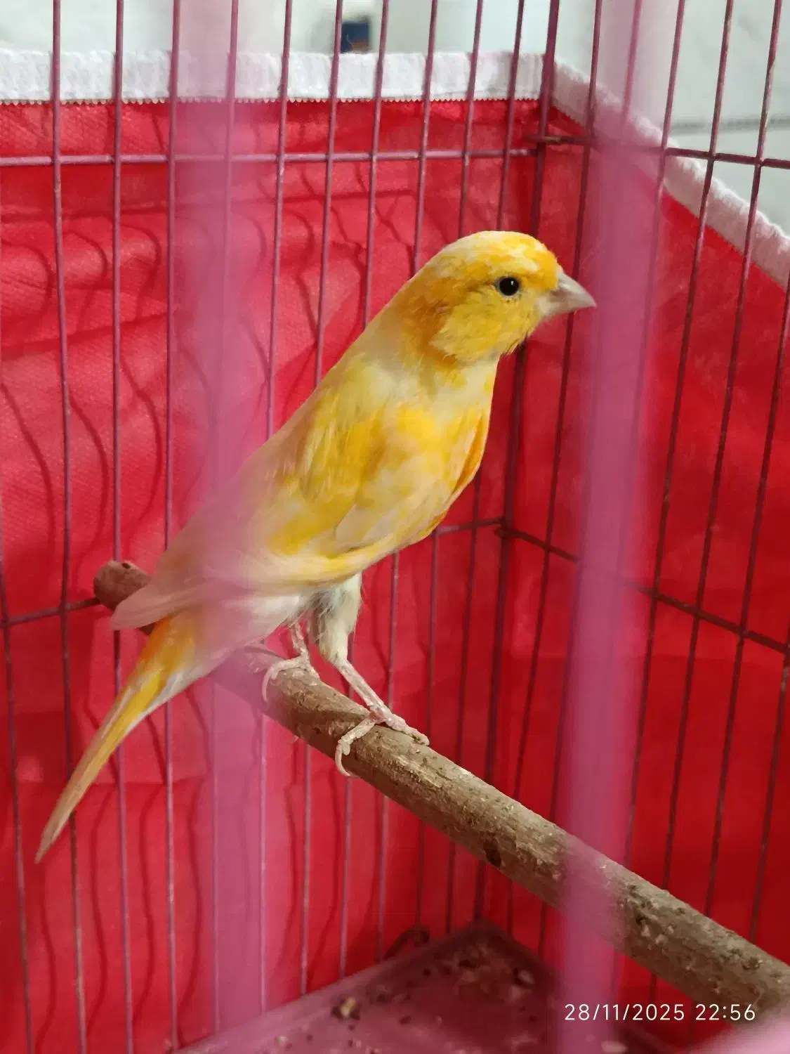 معاوضه قناری لاکی نر باسبز چمنی ماده|پرنده|شیراز, دست خضر|دیوار