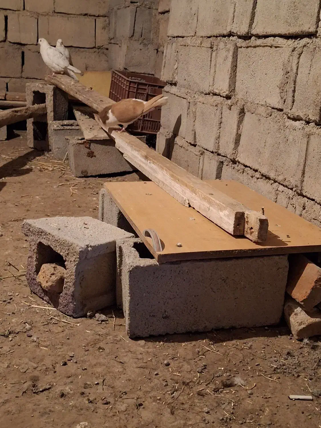 کفتر چادری|پرنده|مشگین شهر, |دیوار