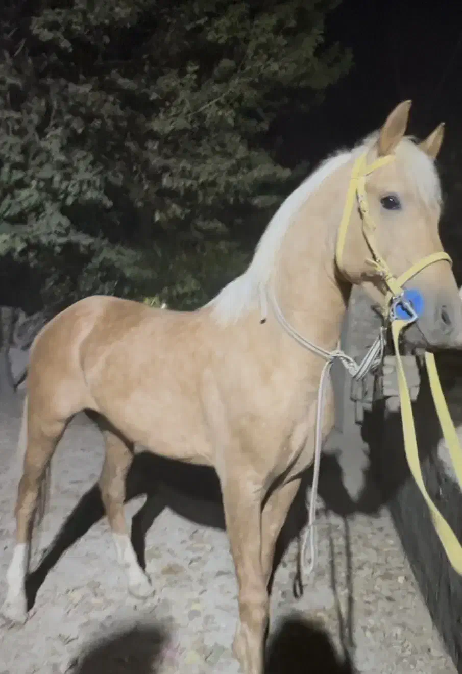 نریان سلطنتی سمند|اسب و تجهیزات اسب‌سواری|تهران, آبشار تهران (دریاچه)|دیوار