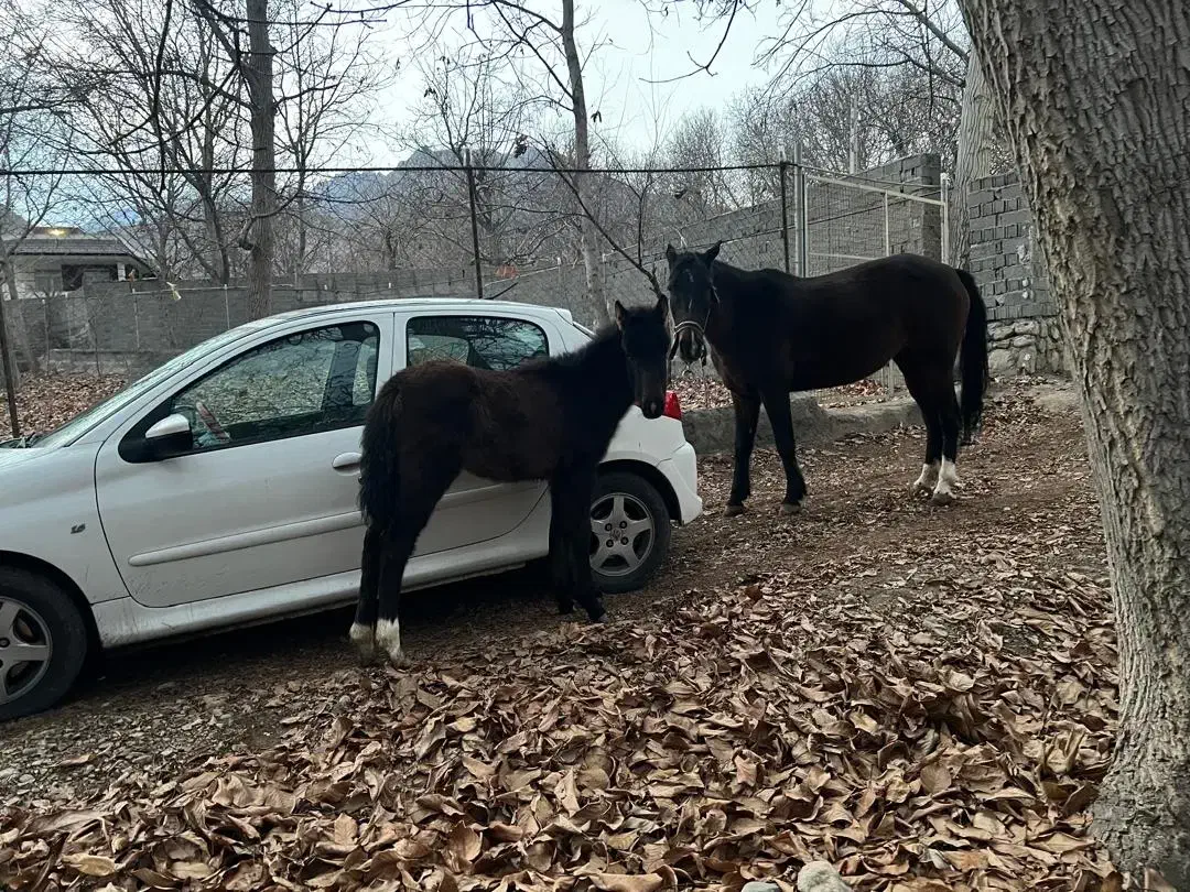 اسب ترکمن|اسب و تجهیزات اسب‌سواری|فیروزکوه, |دیوار